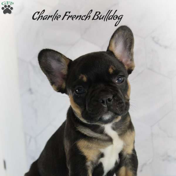 Charlie, French Bulldog Puppy